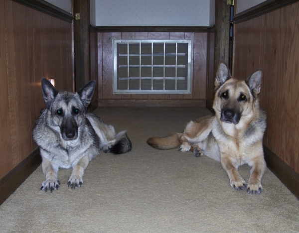 Lady and Leo