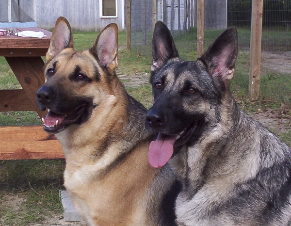 Leo and Lady