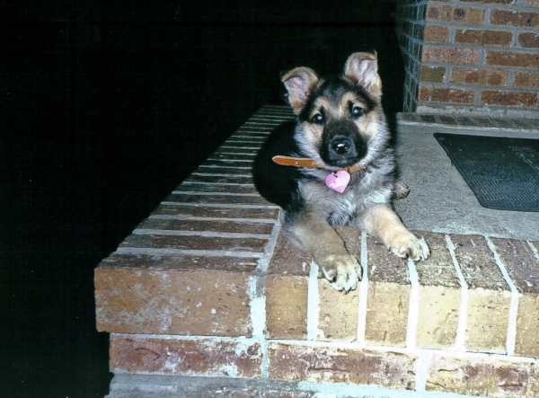 Leo about 8 weeks old