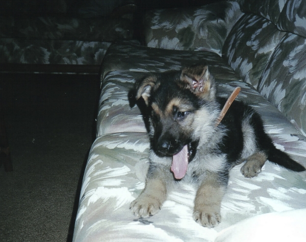 Leo 8 weeks