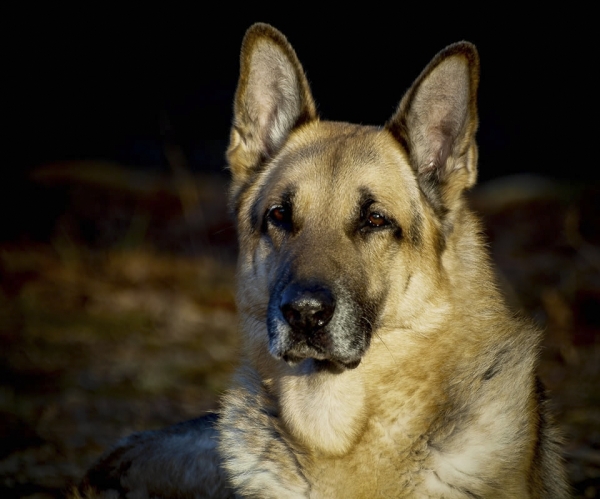 Leo at 12 Years