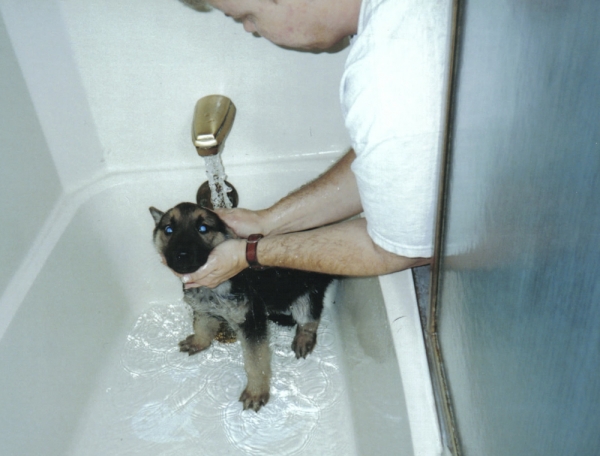 Leo in the shower being washed