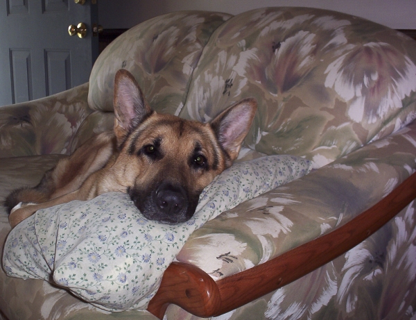 Leo relaxing