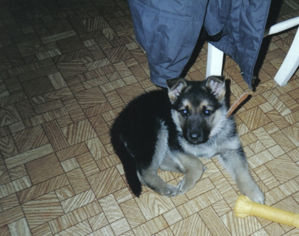 Leo 8 weeks