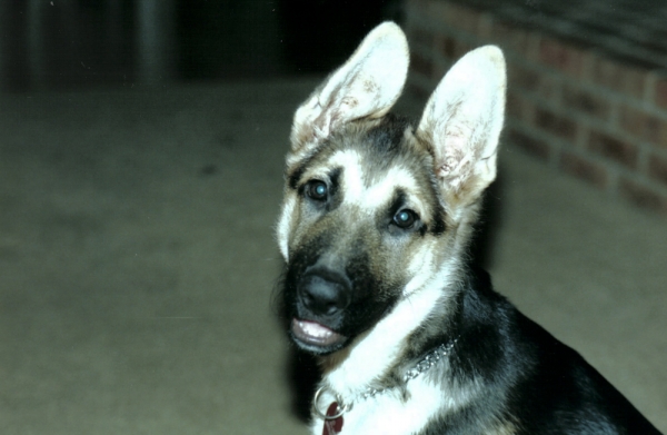 Leo 4 months
