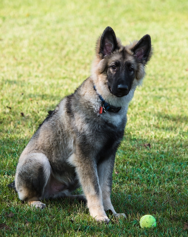 Samson 5 months