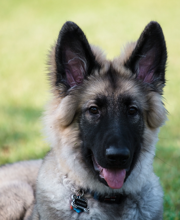 Samson 5 months