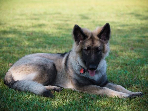 Samson 5 months