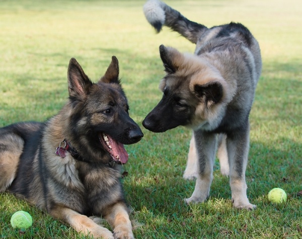 Samson and Maggie