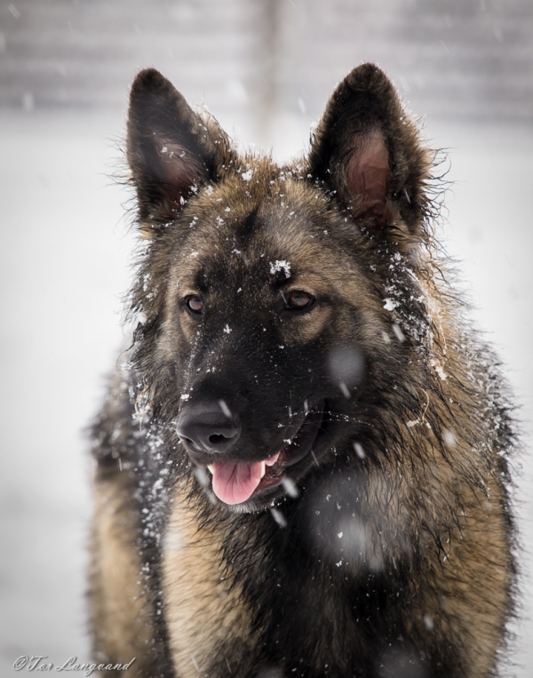 Samson
