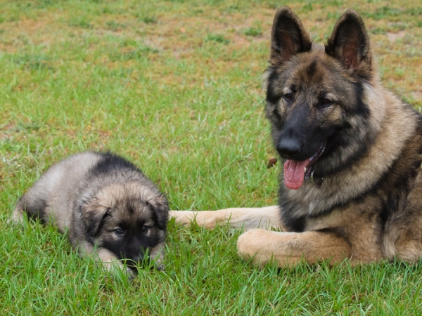 samson-726-060213