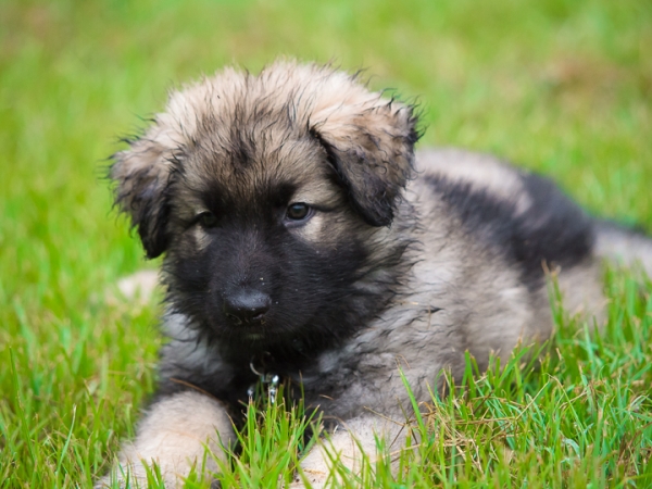 samson-732-060213-edit