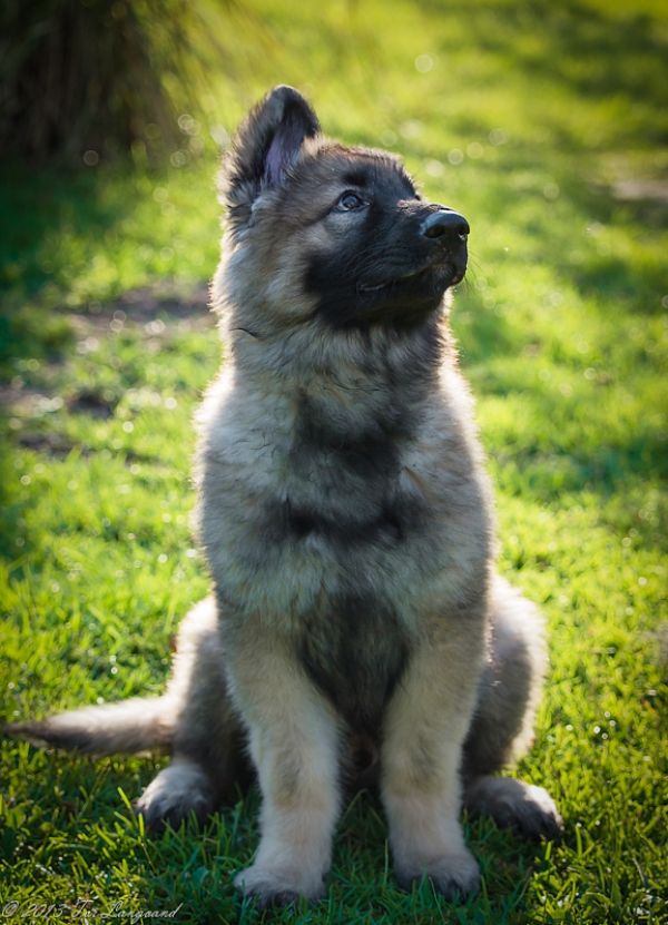 Samson