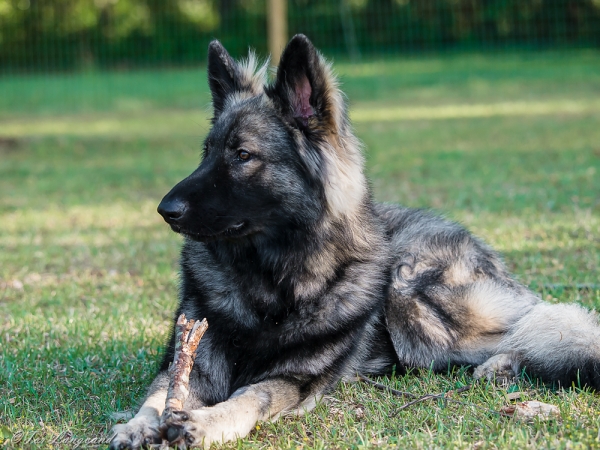 Samson