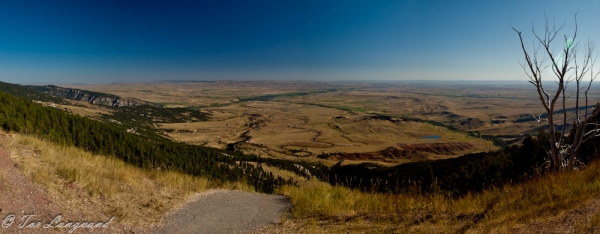 bighorns