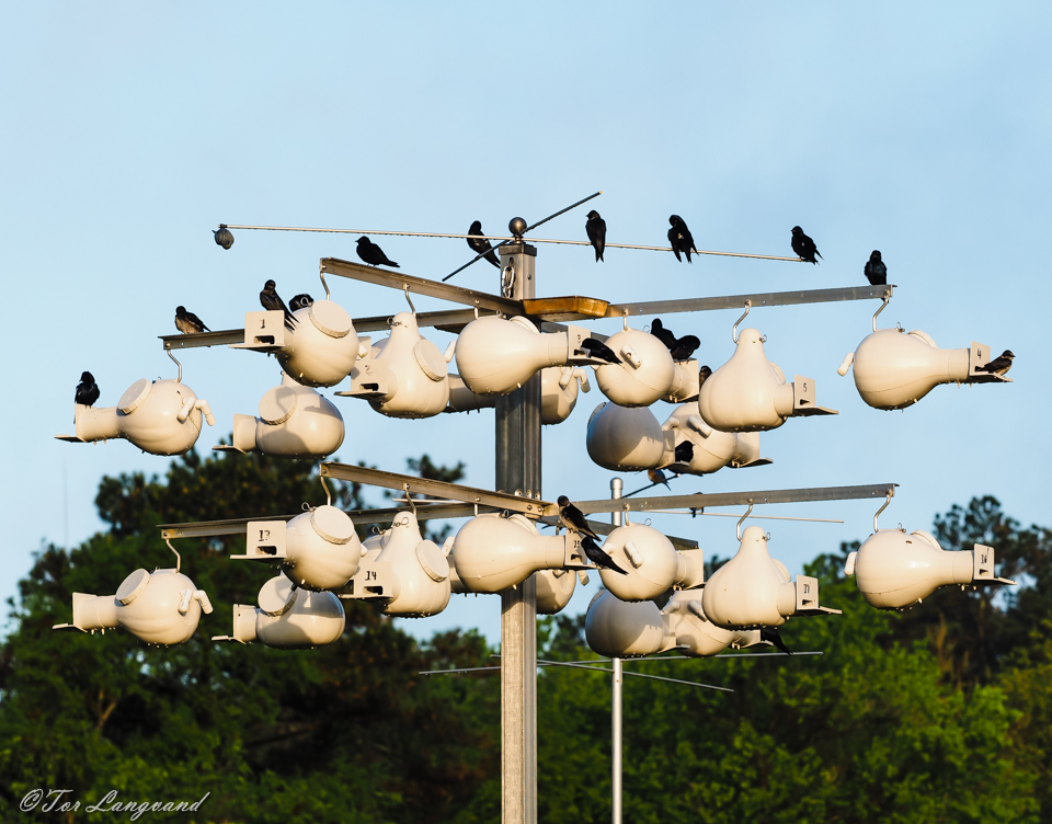 Purple Martins 2016