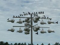 Purple Martin season